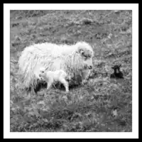 Kalsoy / Faroese Sheep and Baby Lambs