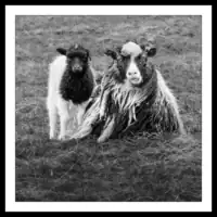 Faroese Sheep - 1