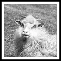 Faroese Sheep - 2