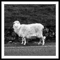 Streymoy / Faroese Sheep