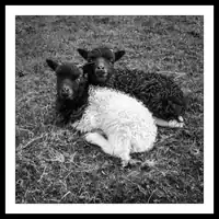 Streymoy / Baby Lambs