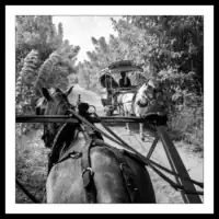 Gili Meno / horse drawn cart (cidomo)