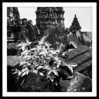 Prambanan / Sewu / Mahayana Buddhist temple