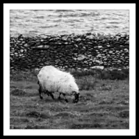 County Kerry / Sheep