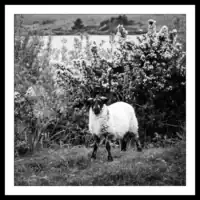 County Galway / Sheep