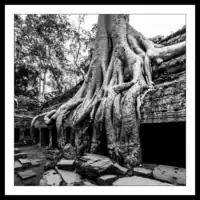Cambodia / Angkor / Ta Prohm