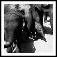 Sri Lanka / Pinnawala / Elephant Orphanage