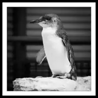 Western Australia / Penguin Island / Eudyptula Minor