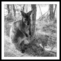 Australia / Victoria / Moonlit Sanctuary Wildlife Conservation Park / Wallaby
