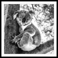 Australia / Victoria / Koala Conservation Centre / Koala