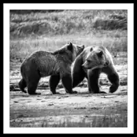 Canada / British Columbia / Knight Inlet / Grizzly Bears