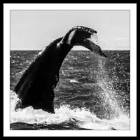 Canada / Nova Scotia / Brier Island / Humpback whale
